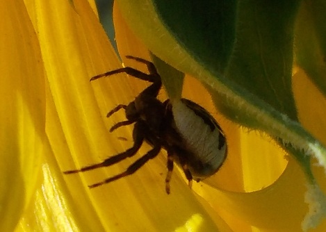 Synema globosum  su girasole - Benevento